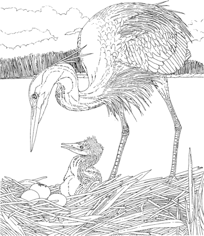 Heron With Its Chick Coloring Page